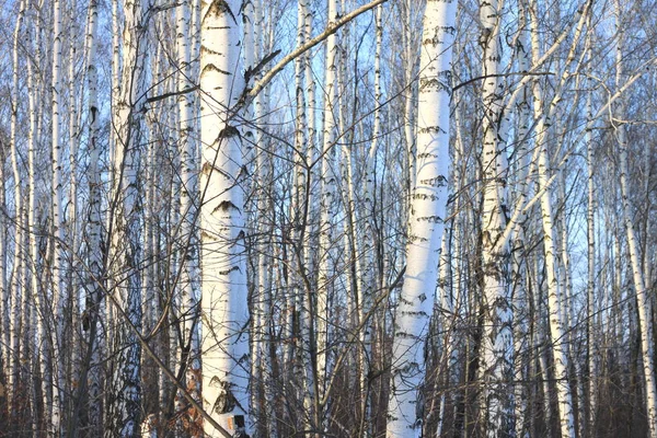 Birch trees in bright sunshine — Stock Photo, Image