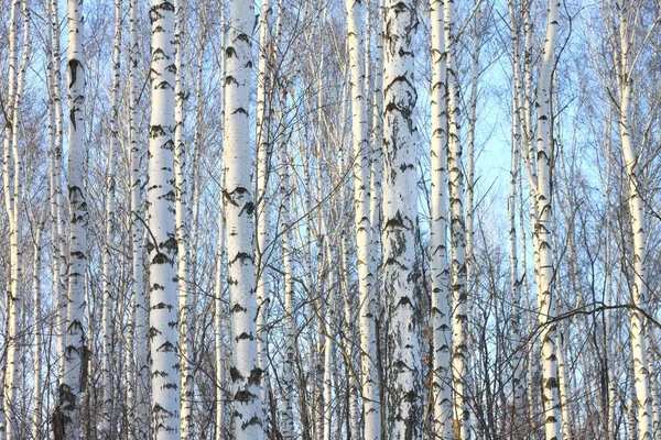 Björkar i strål ande solsken — Stockfoto