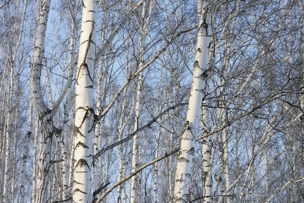 Birch trees in bright sunshine — Stock Photo, Image