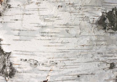 Huş kabuğu dokusu doğal arka plan kağıdı yakın plan