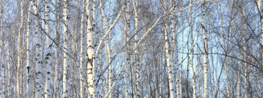 Huş ağaçları beyaz kabuğu ile gövdeleri.