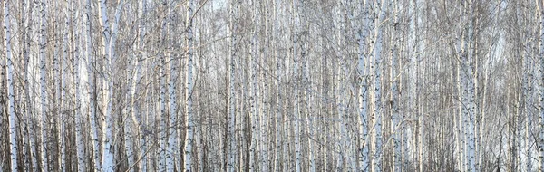 Kmeny stromů břízy s bílou kůrou. — Stock fotografie