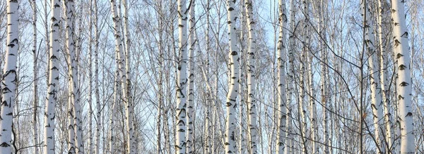 De stammen van berkenbomen met witte schors. — Stockfoto