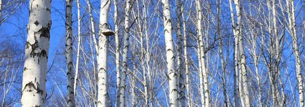 Beautiful landscape with white birches — Stock Photo, Image