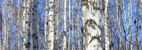 Bela paisagem com bétulas brancas — Fotografia de Stock