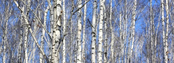 Красивый пейзаж с белыми березами — стоковое фото