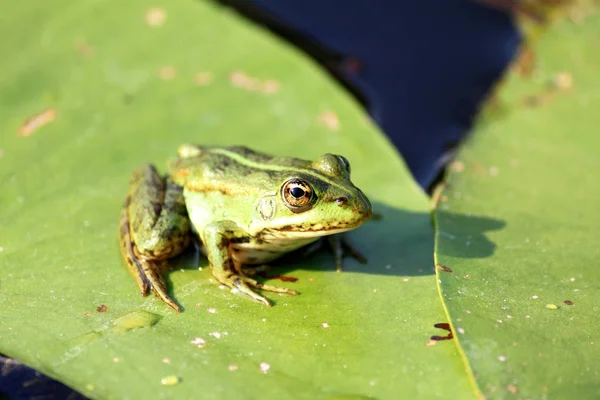 夏の緑のユリの葉の上の緑のカエル — ストック写真