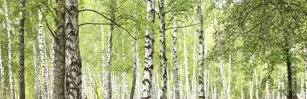 Bela paisagem com bétulas brancas — Fotografia de Stock