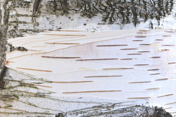 birch bark texture natural background paper close