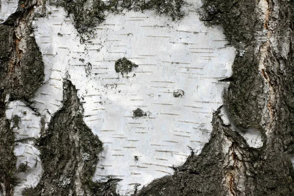Berken schors textuur natuurlijke achtergrond papier sluiten — Stockfoto