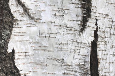  huş kabuğu doğal doku arkaplanı