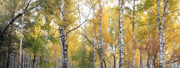 Birchwood hösten — Stockfoto