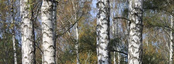 Birchwood in autumn — Stock Photo, Image