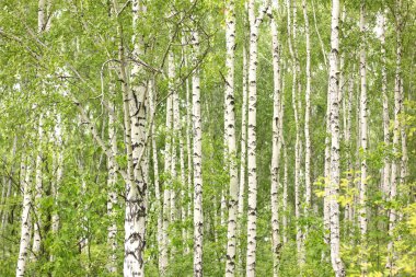 Huş dallarda genç yeşil yaprakları