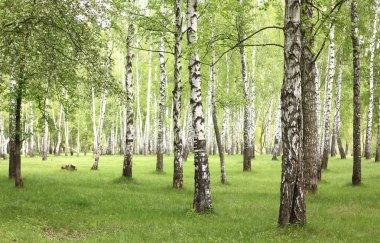 Yeşil çimen huş Grove erken yaz