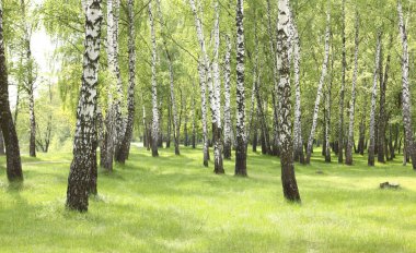 Yeşil çimen huş Grove erken yaz