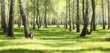 Yeşil çimen huş Grove erken yaz