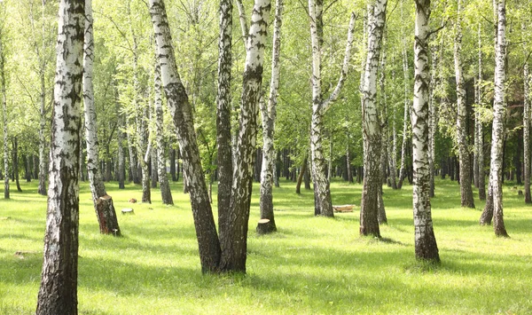 녹색 잔디에 나무숲에서 초여름 — 스톡 사진