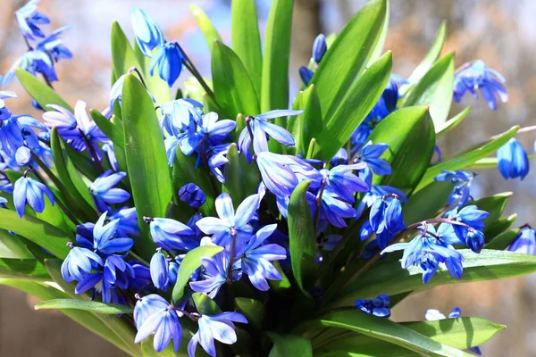 Bouquet of first spring flowers — Stock Photo, Image