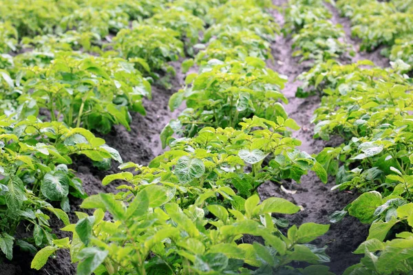 Young green potato bushes in garden — Stock Photo, Image