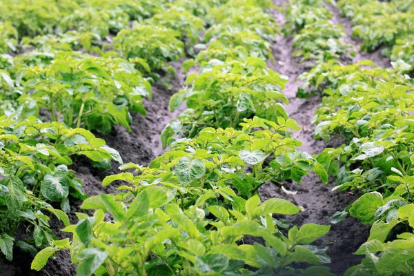 Bahçe çalıların genç yeşil patates