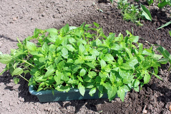 Green seedlings in pot against background of soil — Stock Photo, Image