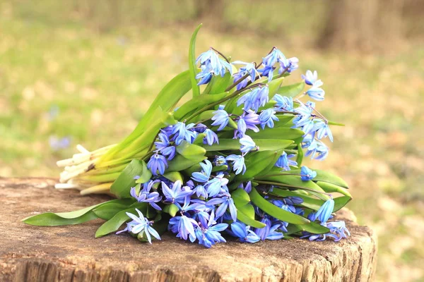 Bouquet of first spring flowers — Stock Photo, Image