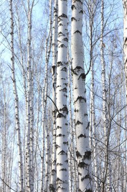 Mavi gökyüzü karşı huş ağaçlarının gövdeleri