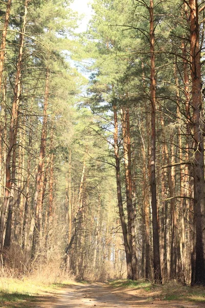 Yazın güzel çam ormanları — Stok fotoğraf