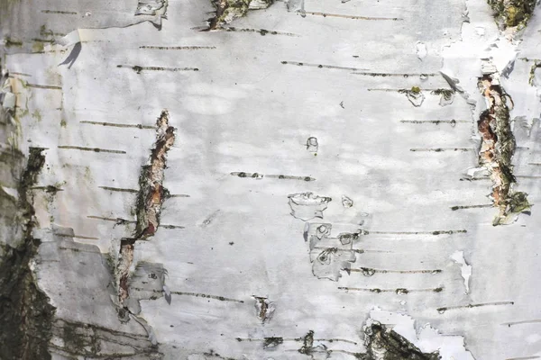 Tekstura kora brzozy — Zdjęcie stockowe