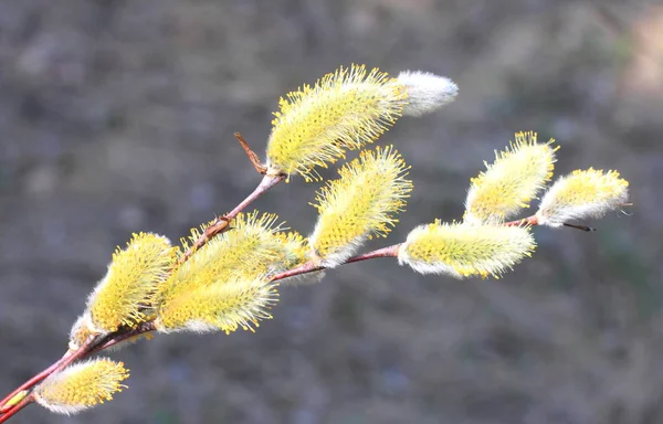 Salix-piękny żółty na wiosnę — Zdjęcie stockowe