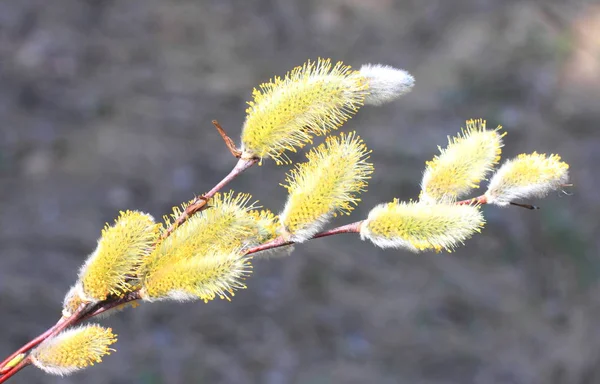 Belle chatte jaune saule au printemps — Photo