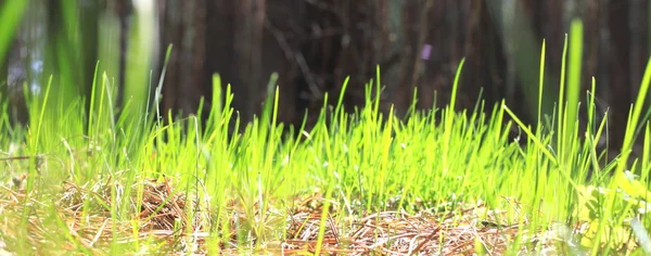 Sommar landskap med grönt gräs / oskärpa av skärpa — Stockfoto