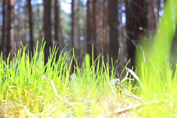 Sommar landskap med grönt gräs / oskärpa av skärpa — Stockfoto