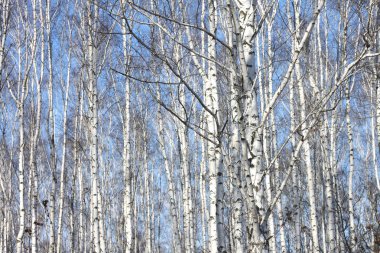 Mavi gökyüzü karşı huş ağaçlarının gövdeleri
