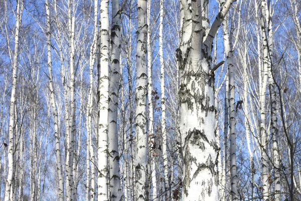 Mavi gökyüzü karşı huş ağaçlarının gövdeleri — Stok fotoğraf