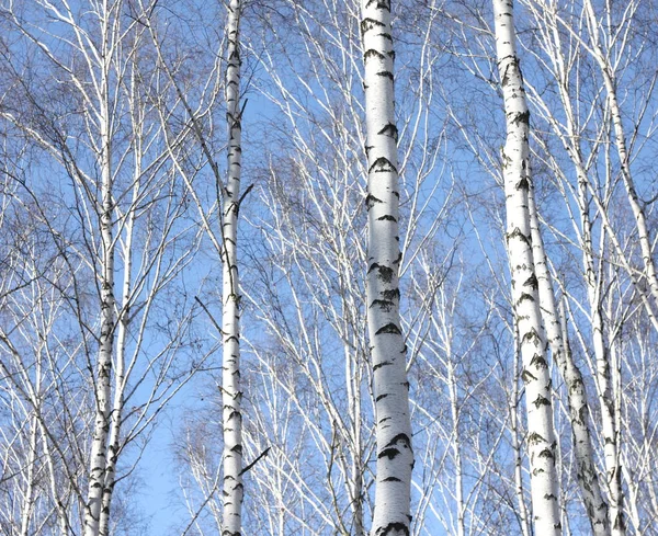 Стовбури березових дерев на тлі блакитного неба — стокове фото