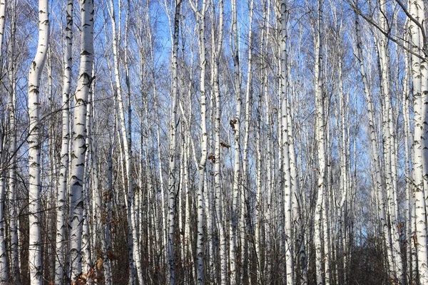 Κορμοί δέντρων σημύδας κατά της μπλε του ουρανού — Φωτογραφία Αρχείου