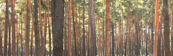 Mooi panorama van een dennenbos — Stockfoto