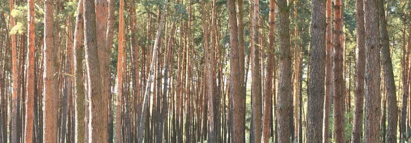 Bellissimo panorama di una pineta — Foto Stock