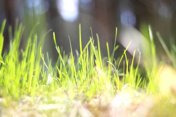Paysage estival avec herbe verte / flou de netteté — Photo