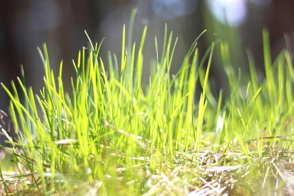 Paysage estival avec herbe verte / flou de netteté — Photo