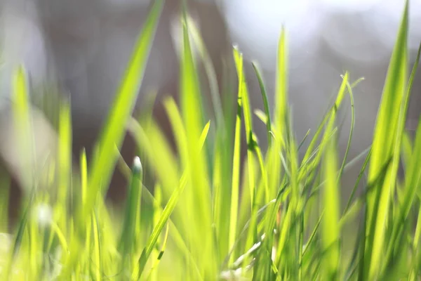 Summer krajobraz z zielonej trawie / rozmycie ostrości — Zdjęcie stockowe