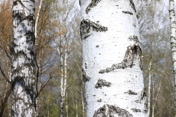 Trunks of birch trees in forest — Stock Photo, Image