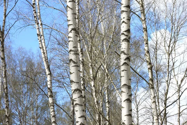 Κορμούς της σημύδας δέντρα στο δάσος — Φωτογραφία Αρχείου