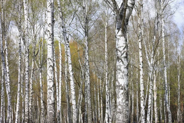 Troncos de bétulas na floresta — Fotografia de Stock