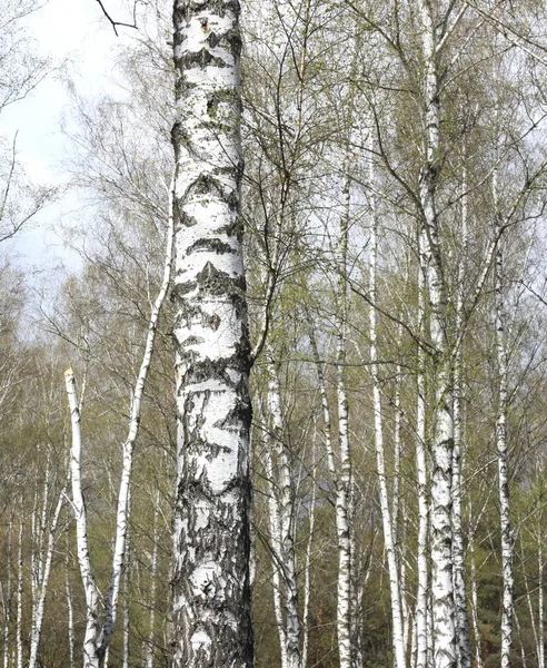 Trunks of birch trees in forest