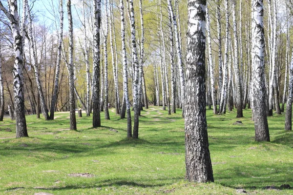 Tronchi di betulle nella foresta — Foto Stock