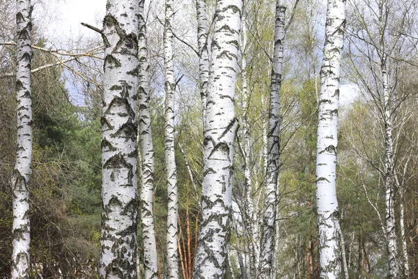 Trunks of birch trees in forest