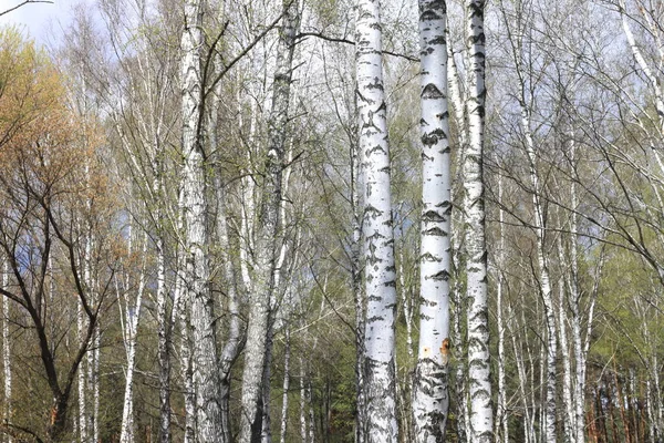 Стовбури берези в лісі — стокове фото